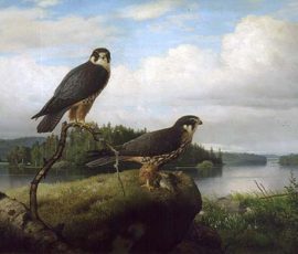 Ferdinand von Wright, Nuolihaukkapari, öljy, 1892.